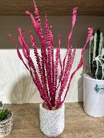 Plante décorative Rose vi