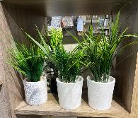 Plante décorative Vert foncé et vert cla